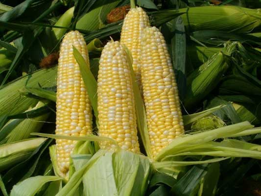 Импорт кукурузы могут освободить от НДС