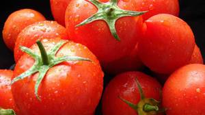 В Украине в томатах и розах нашли опасных вредителей - южноамериканскую томатную моль и цветочный трипс