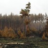 22 гектара леса сгорело в Полтавской области