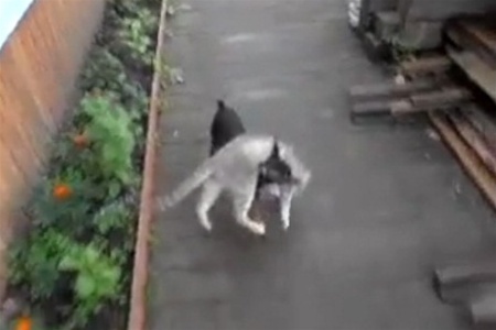 Собака ежедневно доставляет сердитую кошку домой на спине