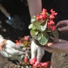 Газоны и цветники Киева восстановят после Евро-2012