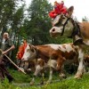 Коровам Австрии запрещено звенеть колокольчиками