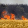 На Черкасщине огнем уничтожено 28 га пшеницы