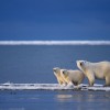 В России предлагают переименовать Северный Ледовитый океан в Российский