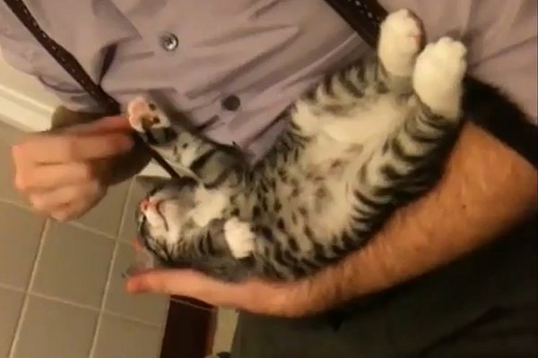 Спящий одноразовый котёнок. ( видео )