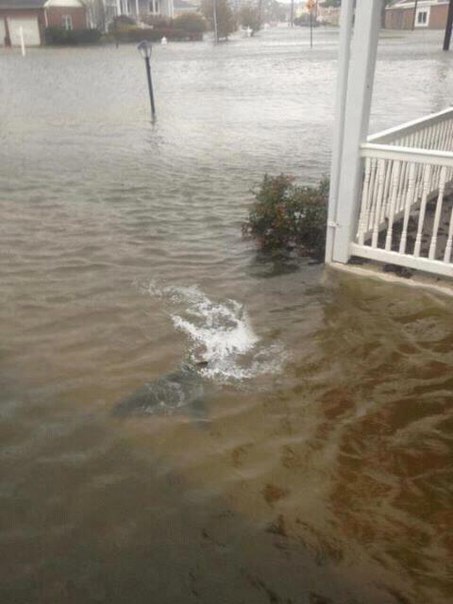 Шторм Сенди: в Атлантик Сити по улицам плавает акула! 