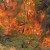 Австралия: лесные пожары несут всё больше угрозы