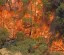 Австралия: лесные пожары несут всё больше угрозы