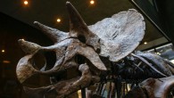В Нью-Йорке выставили на аукцион скелеты динозавров