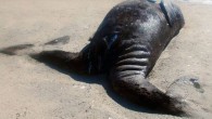 Туши сросшихся китов обнаружены у побережья Мексики